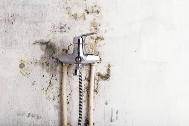 Best Toxic Mold Removal  in West Hurley, NY
