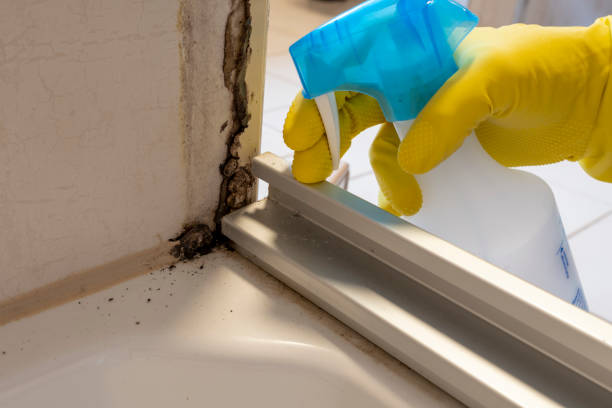 Best Mold Removal and Inspection  in West Hurley, NY