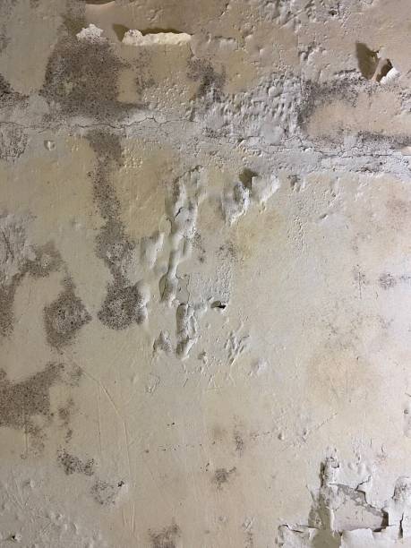 Best Fast Mold Removal  in West Hurley, NY
