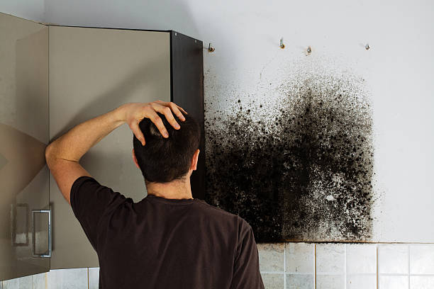 Best Crawl Space Mold Removal  in West Hurley, NY